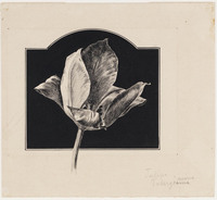 KT 1514
          <br/>
          Tulipa Tubergeniana
          <br/>
          <em>Koster, Antonie Lodewijk (1859-1937)</em>